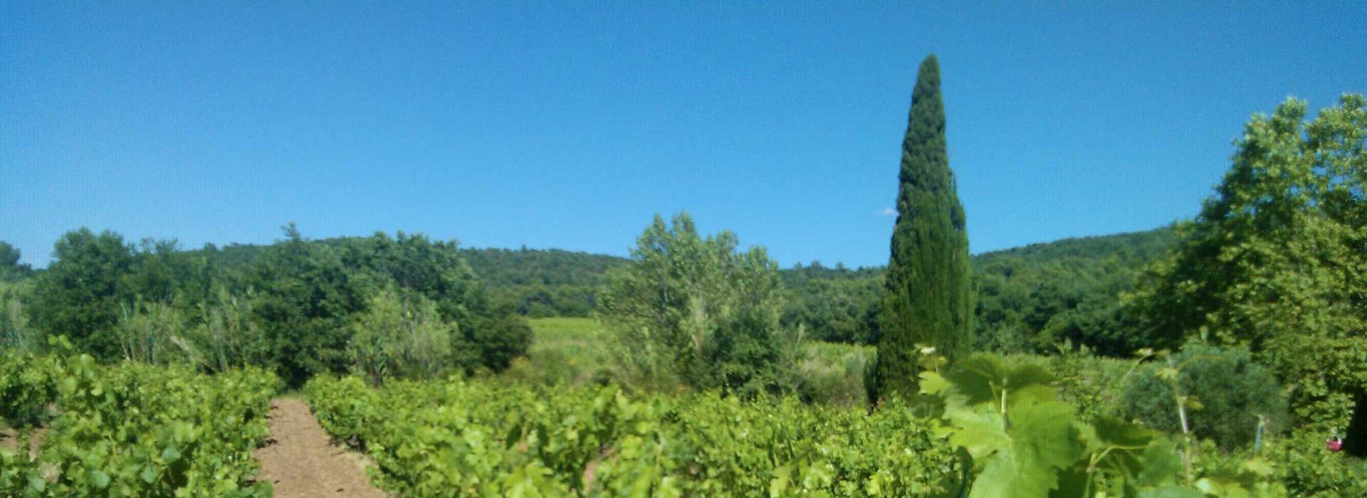 slide vignes provence